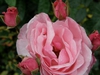 Rosa 'The Fairy'