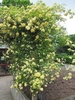Sprawling shrub with yellow rose flowers