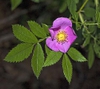 Rosa carolina