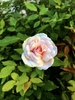 Flower - Wake Co., NC