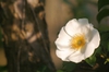 Rosa laevigata