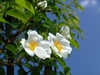 Rosa laevigata