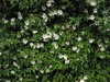 Rosa laevigata