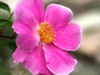 Single, pink rose flower.