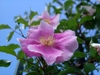 Single, pink rose flower.