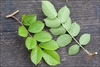 View of compound leaves upper and lower surfaces.