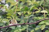 Stems and leaves of this rose.