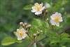 Single white rose flowers with leaves behind them.