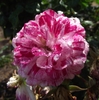 Red and white double flower