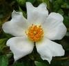 A single white rose with five petals.