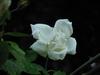 Rose flower with white petals in May in Rome, Italy