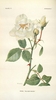 Herbarium Illustration - New York Botanical Gardens
