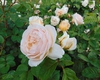 Rosa 'AUSleap' SWEET JULIET