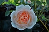 Rosa 'AUSperd'