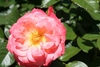 A dark pink, semi-double rose.