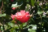 A dark pink, semi-double rose.