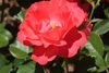 A dark pink, semi-double rose.