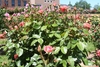 A dark pink, semi-double rose growing as a shrub.