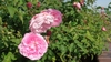 a pair of fully double medium pink roses.