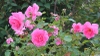 Rosa 'BUCbi'