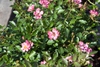 Flowers and leaves