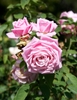 Several pink, fully double roses
