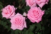 Several pink, fully double roses