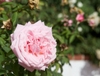 A large, pink, fully double rose