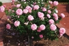 A rounded shrub bearing many, pink, fully double roses