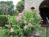 Complete bush with green leaves and pink flowers
