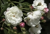 Clusters of white, fully double rose flowers.