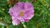 Flower top view with light to dark pink petals in June