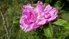 Flower side view with light to dark pink petals in June