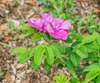 Flower side view with dark pink petals and green leaves in June