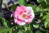 Pink and cream double rose