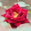 Small, dark red, fully double rose.