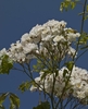Clusters of white, semi-double roses.
