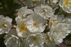 Clusters of white, semi-double roses.