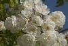 Clusters of white, semi-double roses.