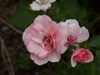 Flower and bud