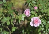 This is a pink rose is a disease resistant rose