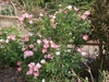 Shrub with single pink rose flowers.