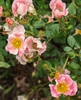 Single pink rose flowers.