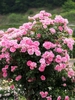 bush with many pink rose flowers.