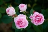 Clusters of small, pink, double roses.