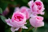 Clusters of small, pink, double roses.