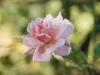 Pink flower detail