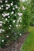 Large shrub with very pale pink (almost white) double flowers.