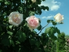 Pale pink fully double roses on leafy branches against blue sky