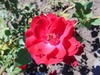 Rosa 'Champlain'